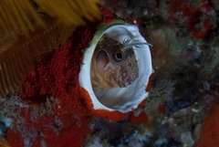 Chalaroderma ocellata