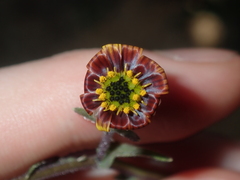 Osteospermum monstrosum