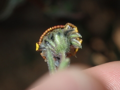 Osteospermum monstrosum