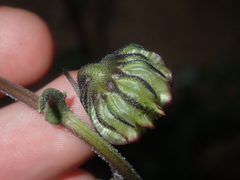 Osteospermum monstrosum