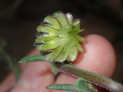 Osteospermum monstrosum