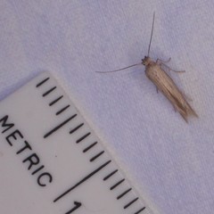 Tathorhynchus exsiccata