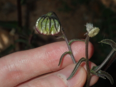 Osteospermum monstrosum