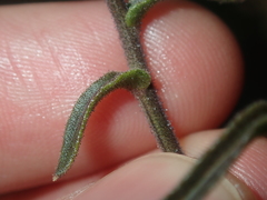 Osteospermum monstrosum