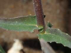 Osteospermum monstrosum