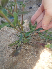 Osteospermum monstrosum