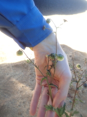 Osteospermum monstrosum