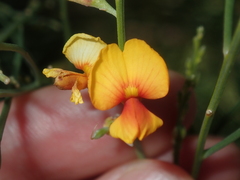 Jacksonia cupulifera