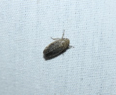 Negosiana dualis