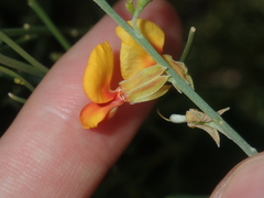 Jacksonia cupulifera