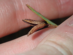 Jacksonia cupulifera