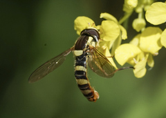Sphaerophoria philanthus