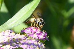 Bicyrtes capnopterus