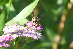 Bicyrtes capnopterus