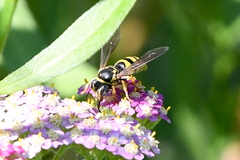 Bicyrtes capnopterus