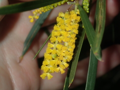 Acacia oldfieldii