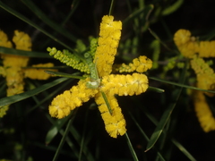 Acacia oldfieldii