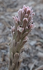 Castilleja pilosa