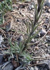 Castilleja pilosa