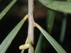 Acacia oldfieldii