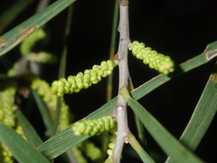Acacia oldfieldii
