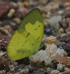 Eurema andersoni