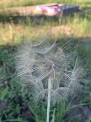 Tragopogon dubius