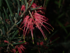 Grevillea pinaster