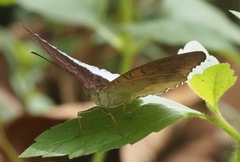 Tanaecia iapis