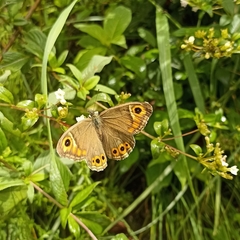 Lasiommata schakra