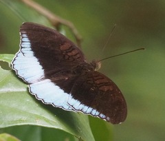 Tanaecia iapis