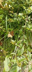 Lasiommata schakra