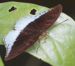 Tanaecia iapis
