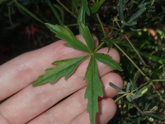 Clematicissus angustissima