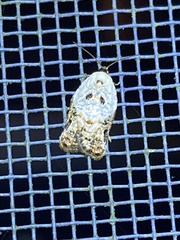 Acleris nivisellana
