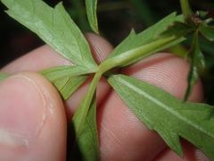 Clematicissus angustissima