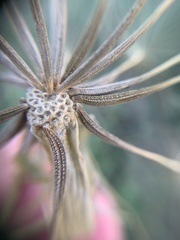 Tragopogon dubius
