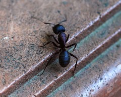 Camponotus atrox