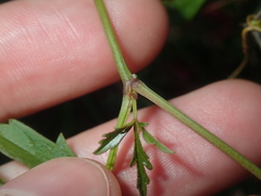 Clematicissus angustissima