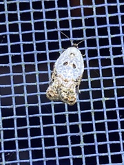 Acleris nivisellana