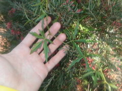 Clematicissus angustissima