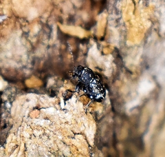 Pachybrachis stygicus