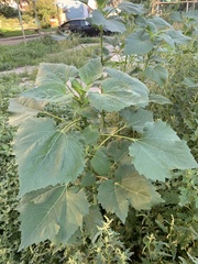 Cyclachaena xanthiifolia