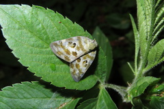 Ricania quadrimaculata