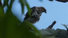 Buteo plagiatus