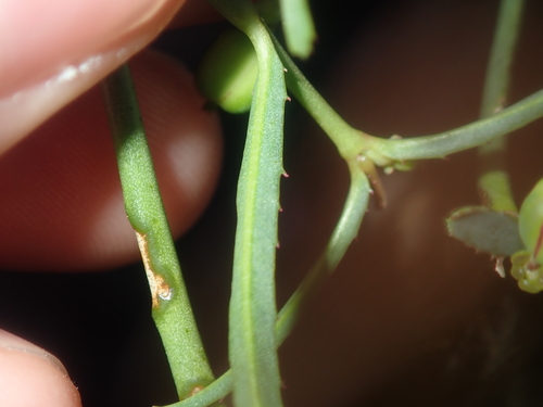 Image of Euphorbia tannensis by (c) Thomas Mesaglio, some rights reserved (CC BY)