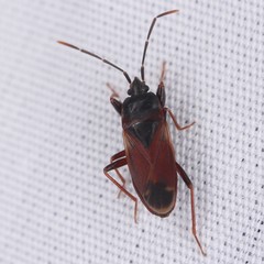 Eremocoris depressus