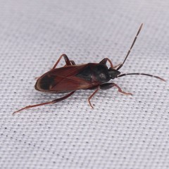 Eremocoris depressus