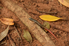 Vanzosaura multiscutata