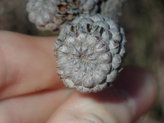 Casuarina obesa